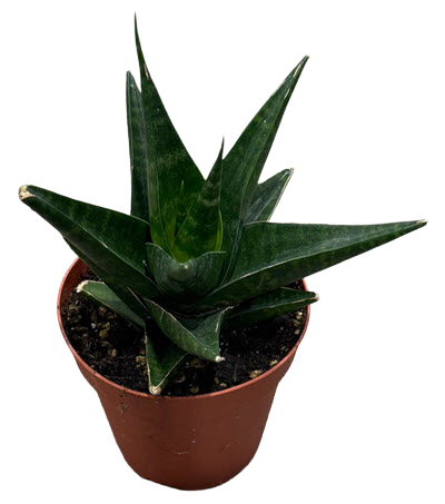 Lilliput